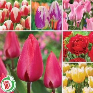 Bloomin' Beautiful Tulip Collection Thumbnail